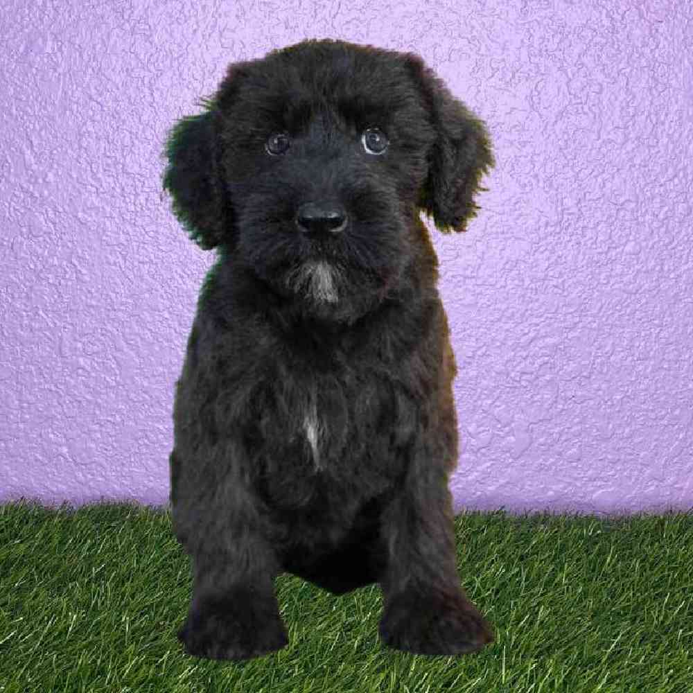 Male Whoodle Puppy for sale