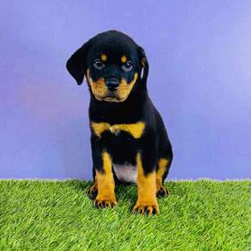Rottweiler