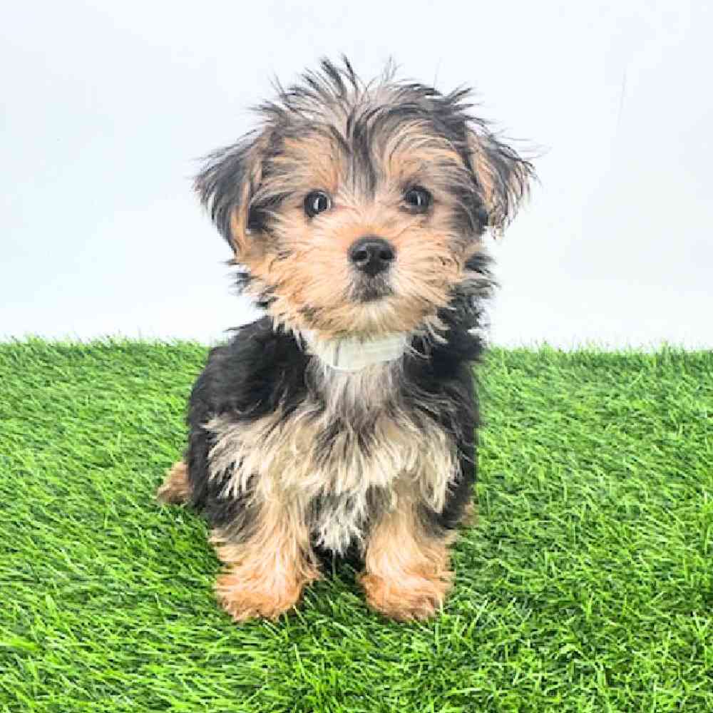 pet breed image