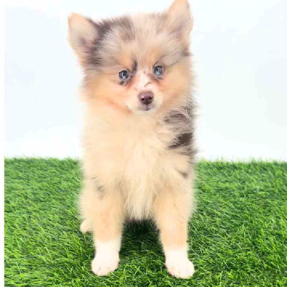 pet breed image