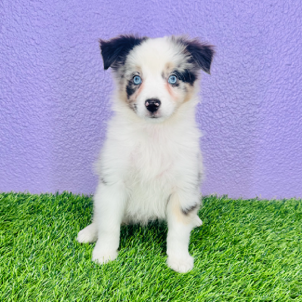 pet breed image