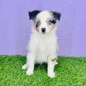 Mini Australian Shepherd