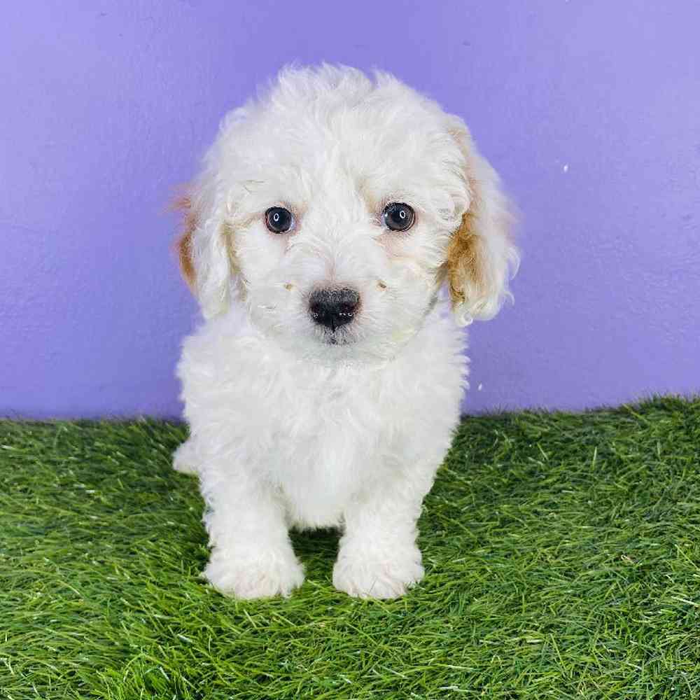 Female Cavachon-Poodle Puppy for sale