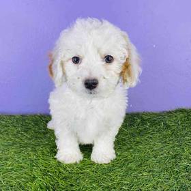 Cavachon-Poodle