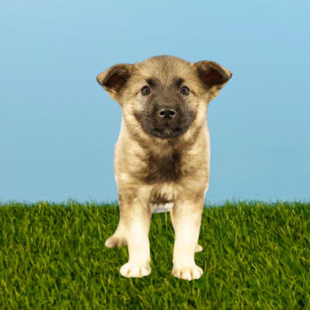 Female Norwegian Elkhound Puppy for sale