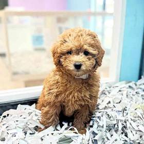 Poodle