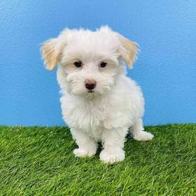 Maltipoo