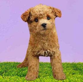 Poodle