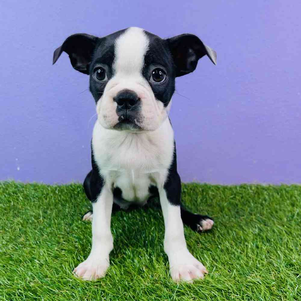 Female Boston Terrier Puppy for sale