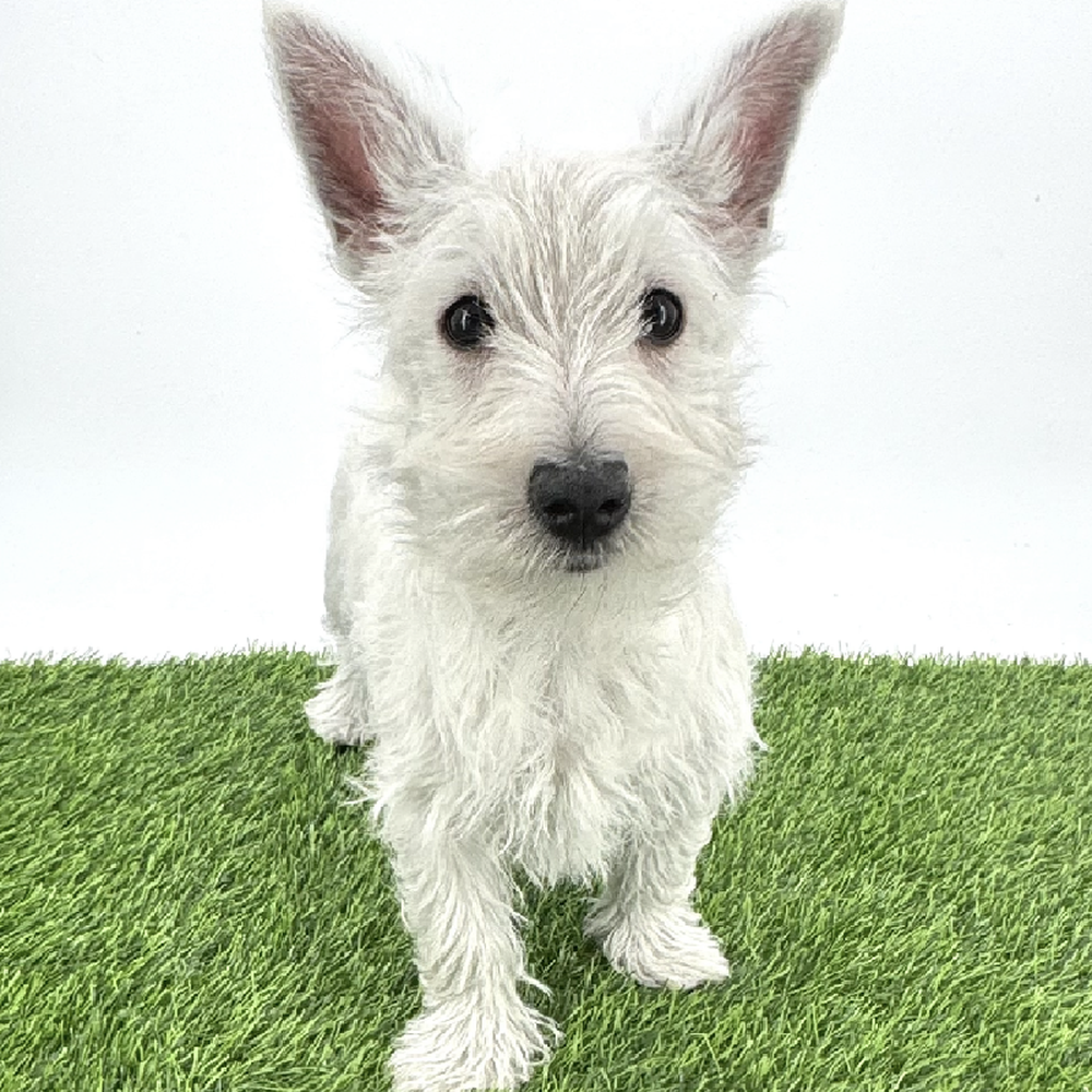 pet breed image