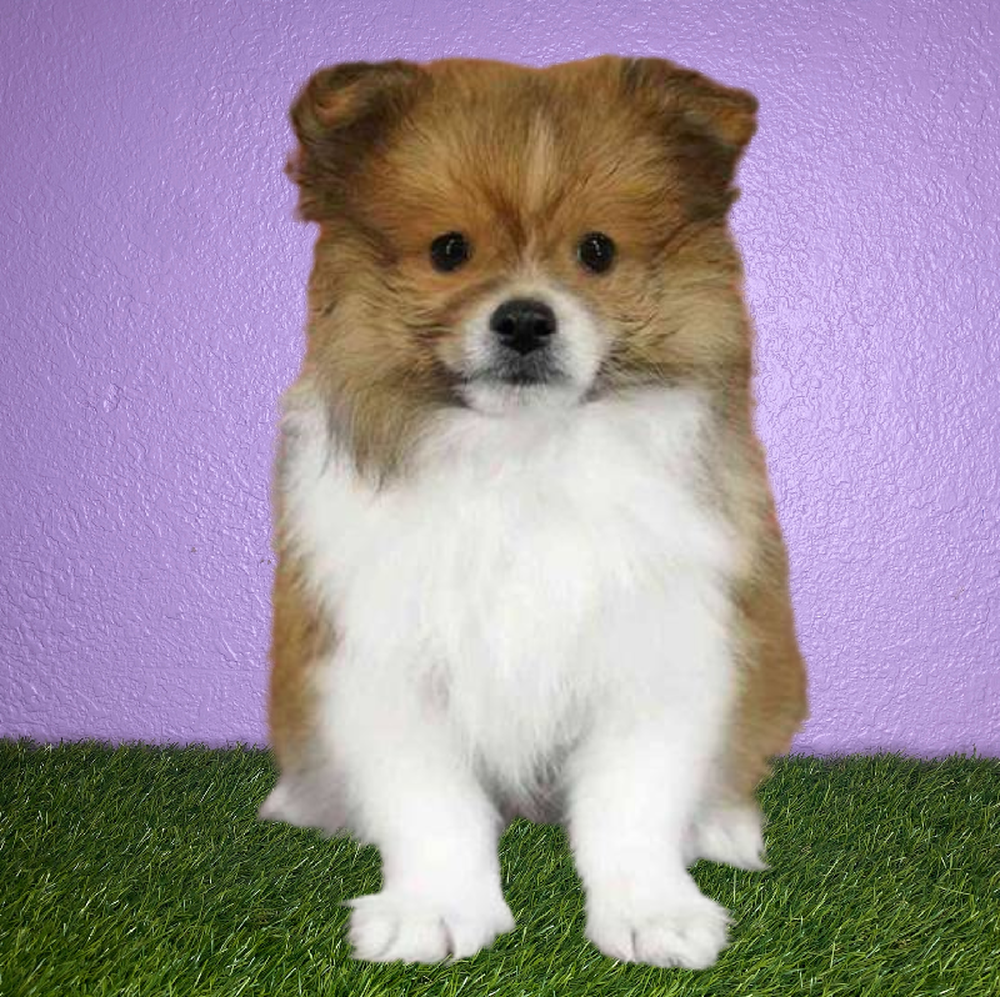 carousel pet images