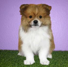 Pomeranian