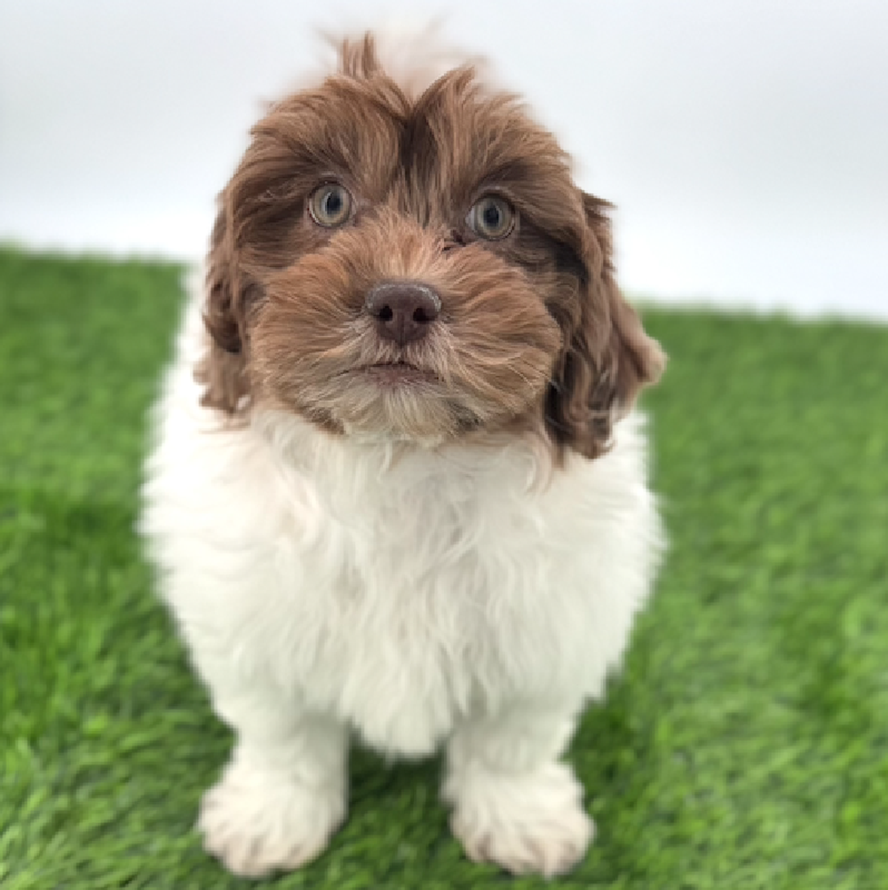 carousel pet images