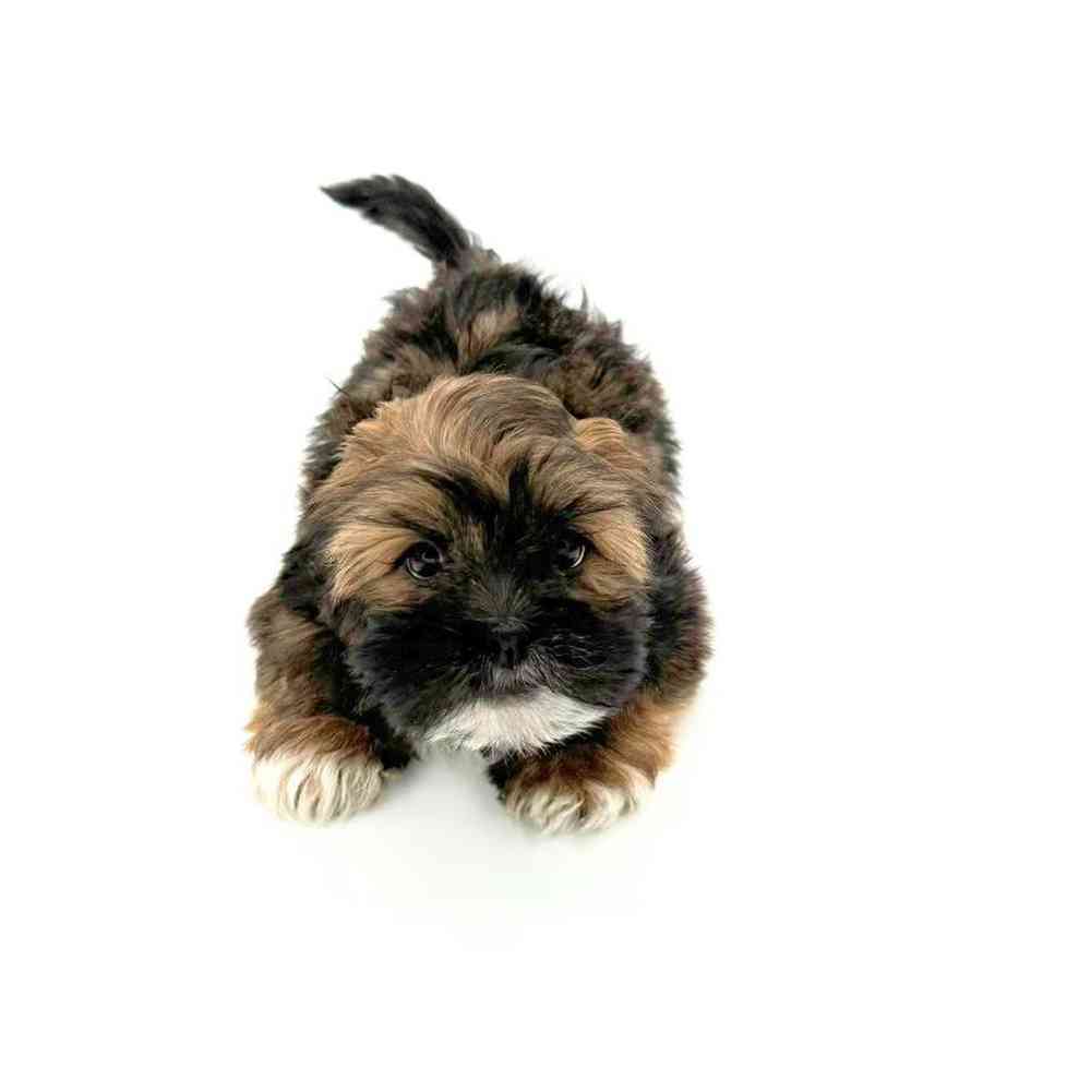 Male Lhasa Apso Puppy for Sale in Puyallup, WA