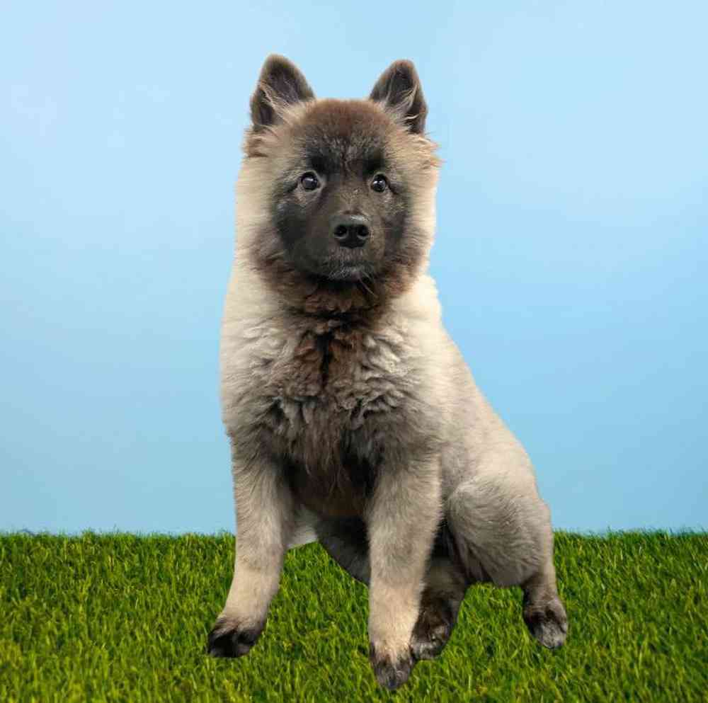 Female Keeshond Puppy for Sale in Meridian, ID