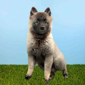 Keeshond