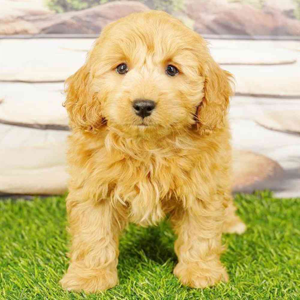 pet breed image