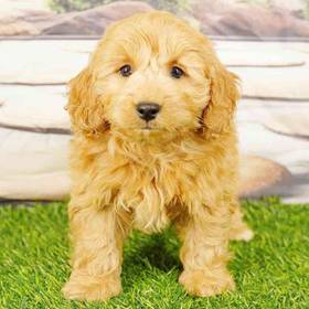 2nd Gen Mini Goldendoodle