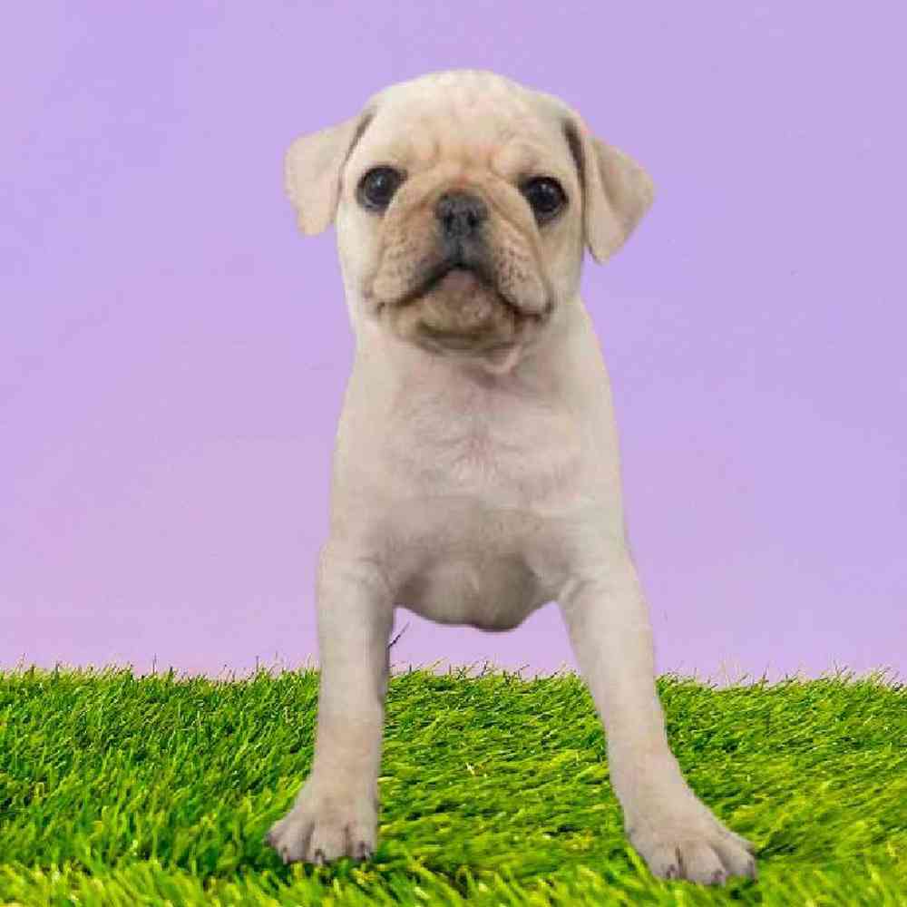 Male Pug Puppy for Sale in Puyallup, WA
