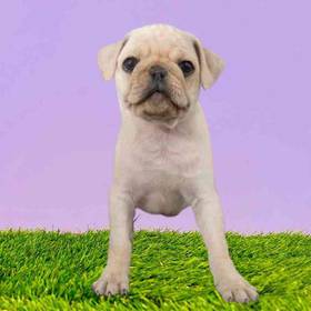 Pug