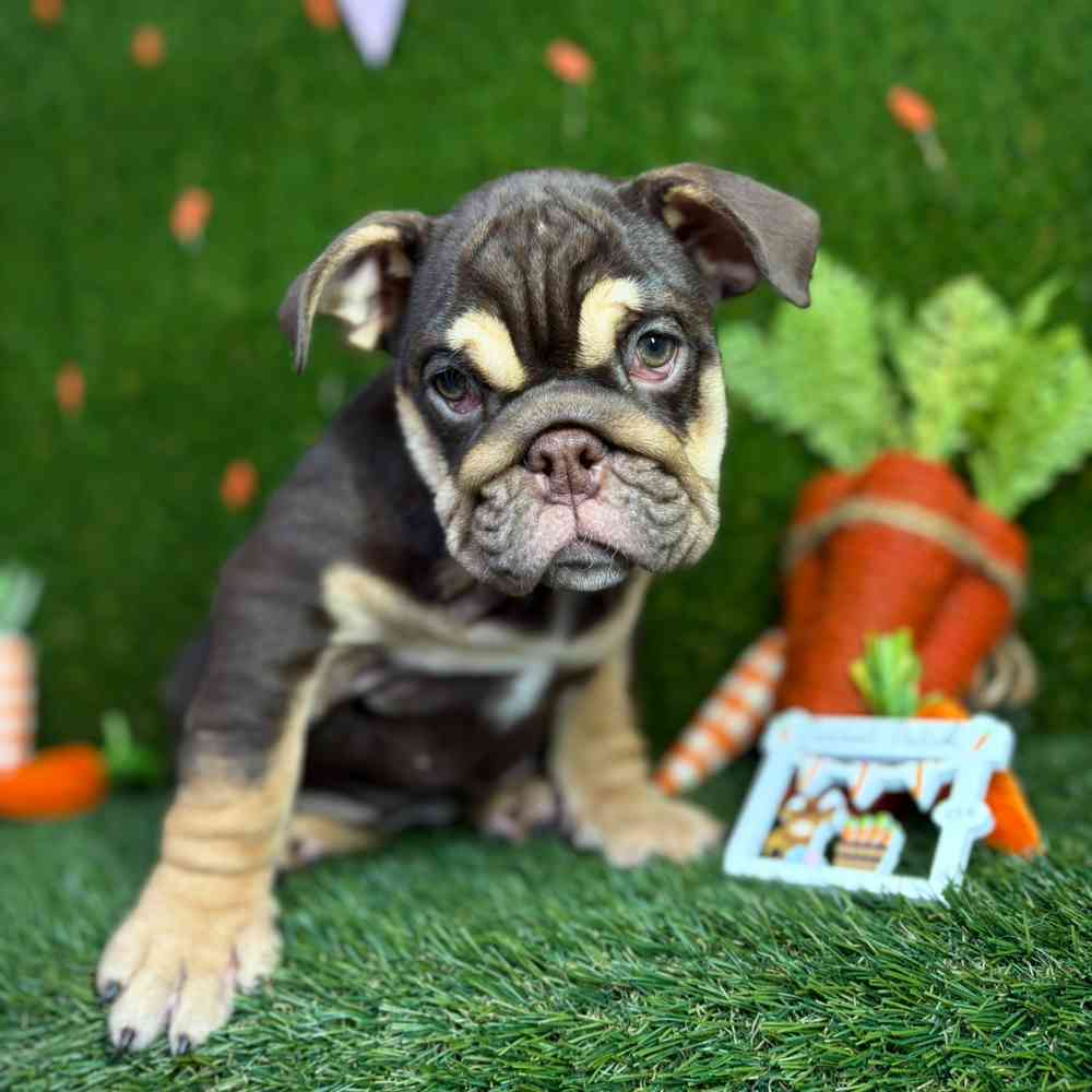 carousel pet images
