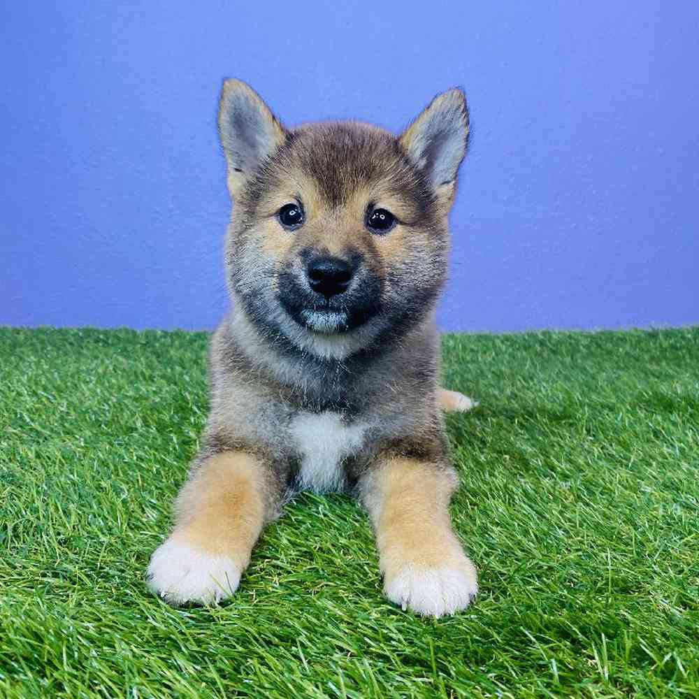 Male Shiba Inu Puppy for sale