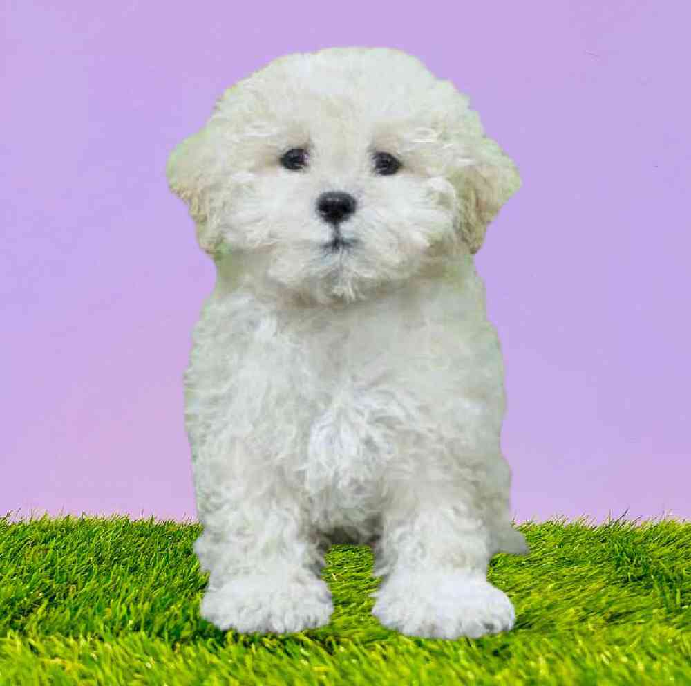 Shizapoo