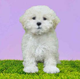 Shizapoo
