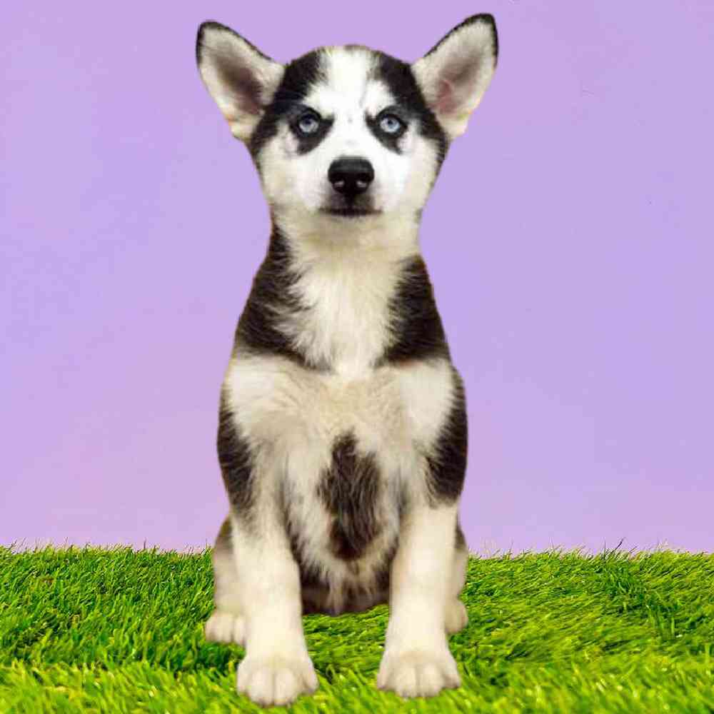 Female Siberian Husky Puppy for Sale in Puyallup, WA