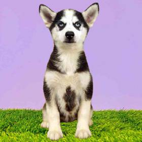 Siberian Husky