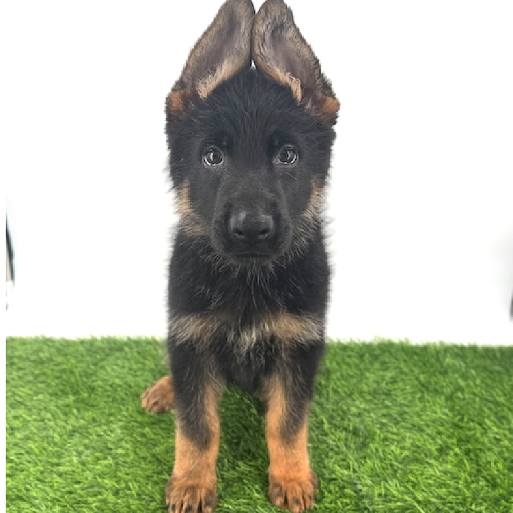 pet breed image