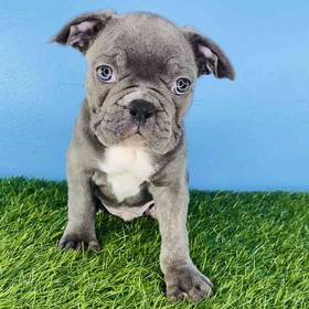 Frenchton