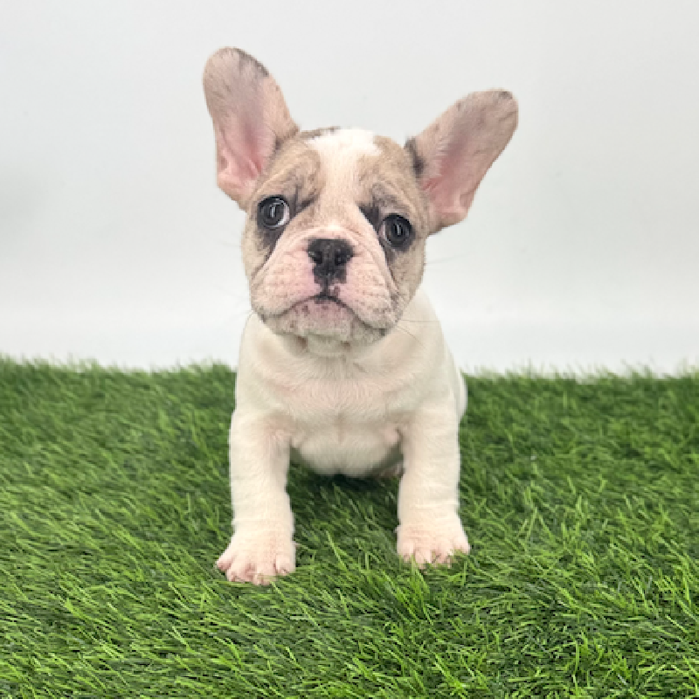 pet breed image