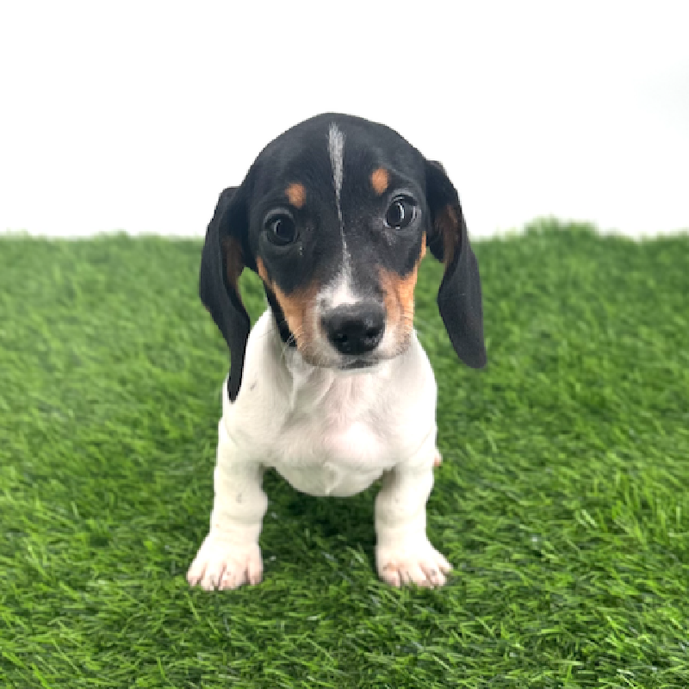 pet breed image