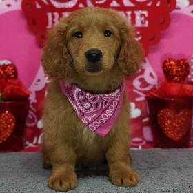 2nd Gen Mini Goldendoodle