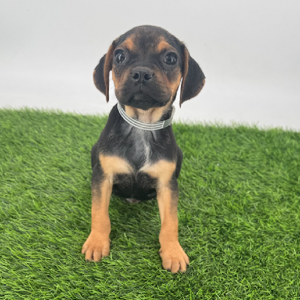 pet breed image
