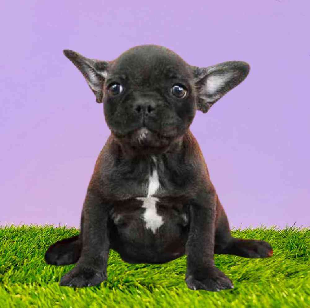 Female French Bulldog Puppy for Sale in Puyallup, WA