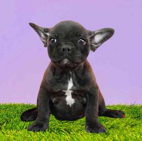 French Bulldog