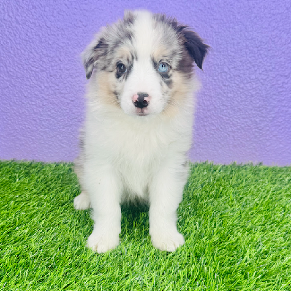 pet breed image