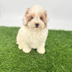 2nd Gen Cockapoo