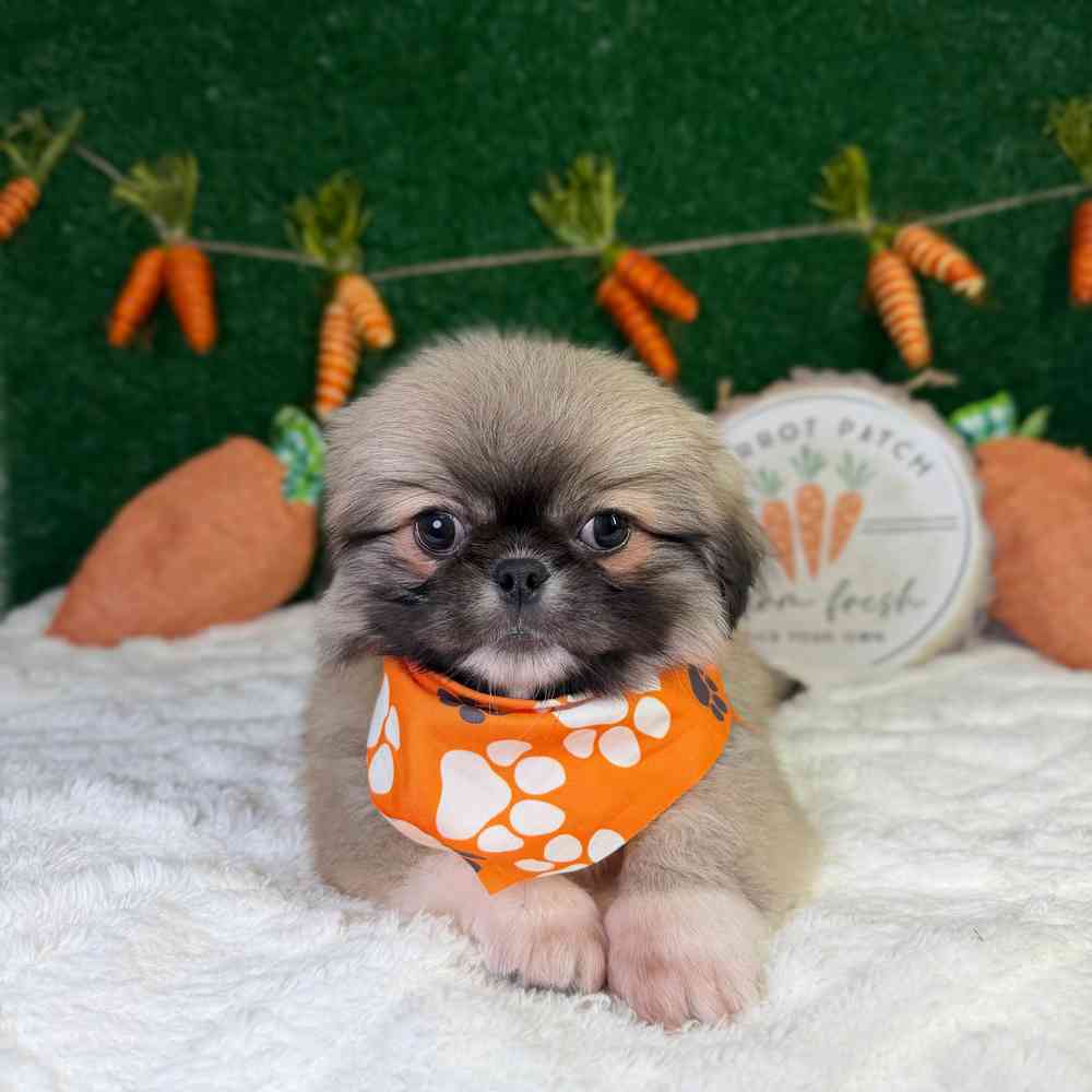 carousel pet images