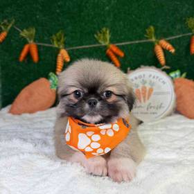 Pekingese