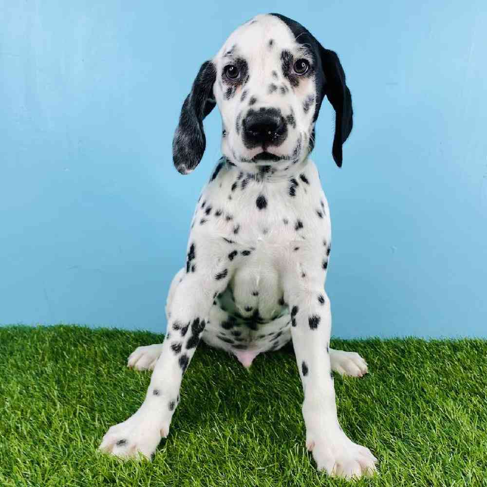 Male Dalmatian Puppy for sale