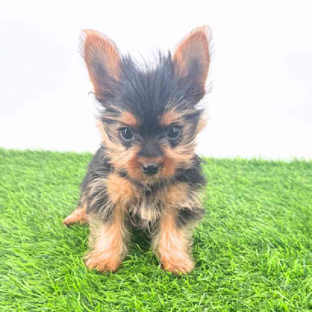 pet breed image