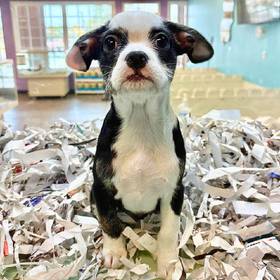 Chinese Crested-French Bulldog
