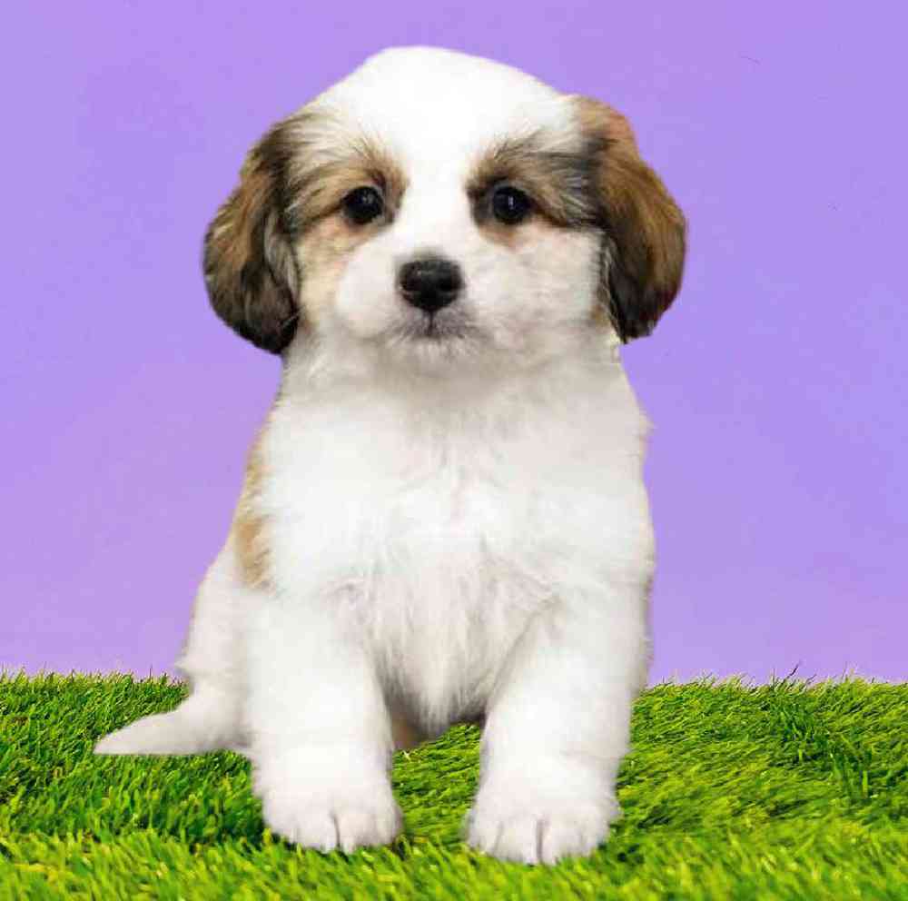 carousel pet images