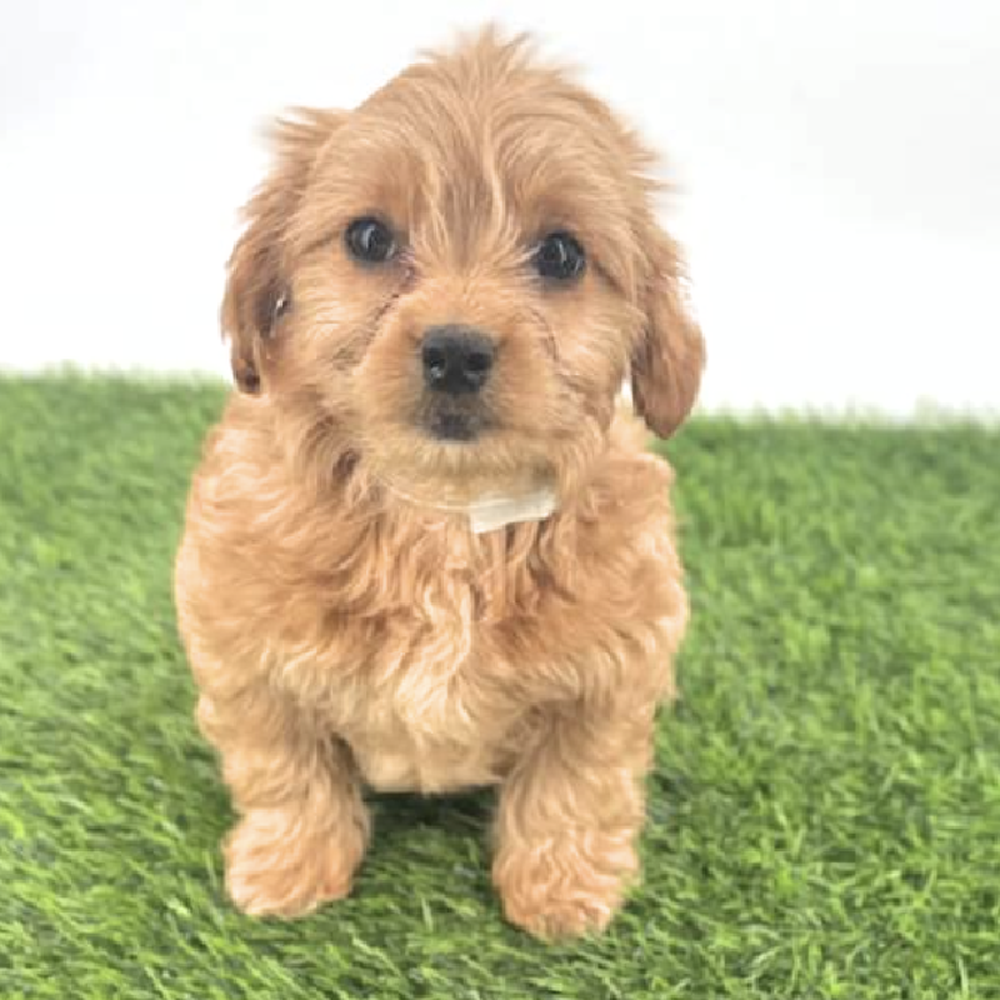 pet breed image