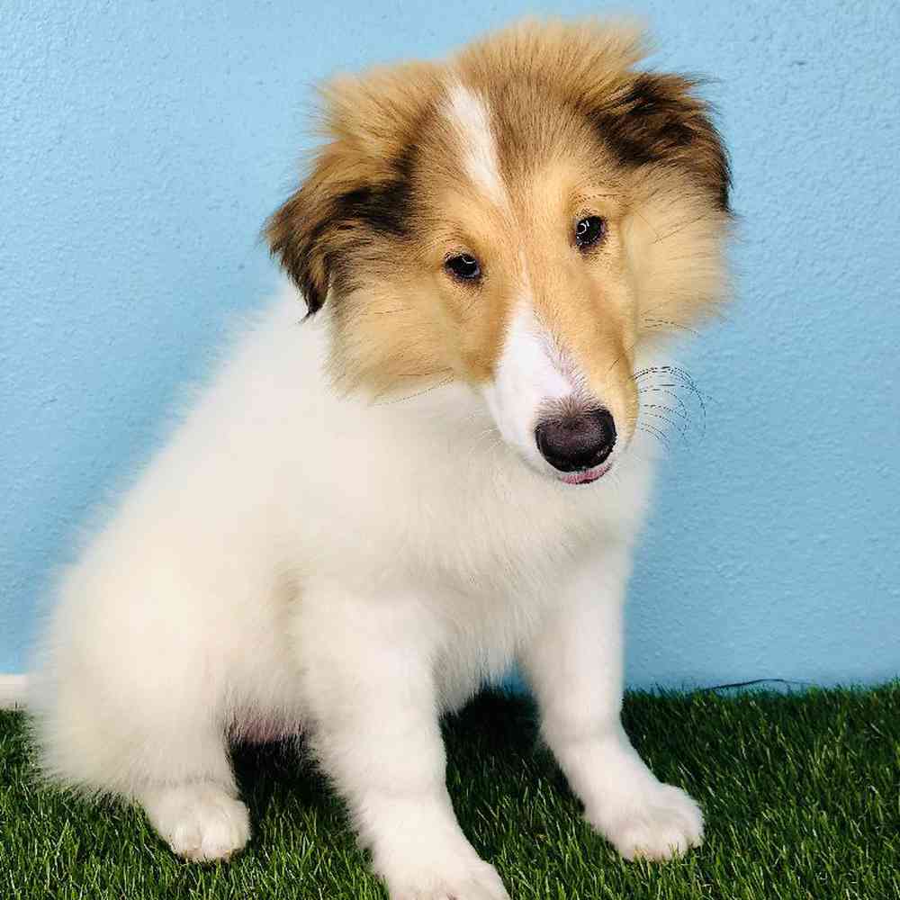 carousel pet images
