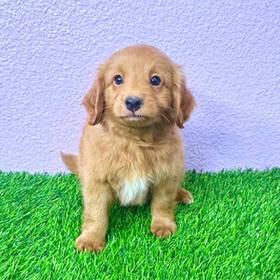 2nd Gen Mini Goldendoodle