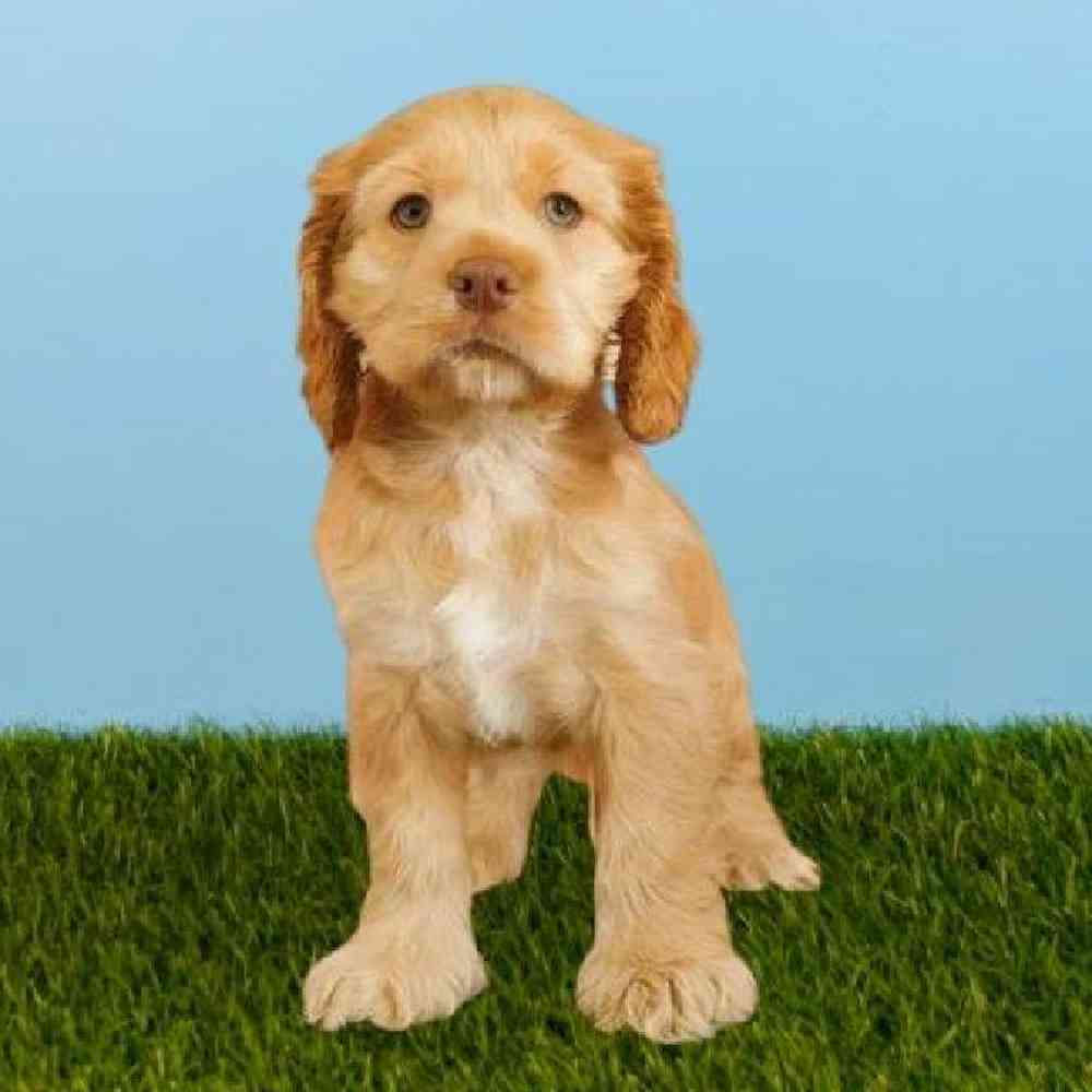 Male Cocker Spaniel Puppy for sale